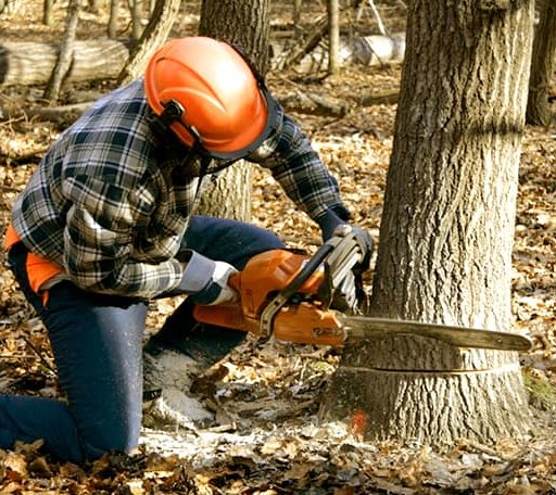 Tree Removal in Farina, IL